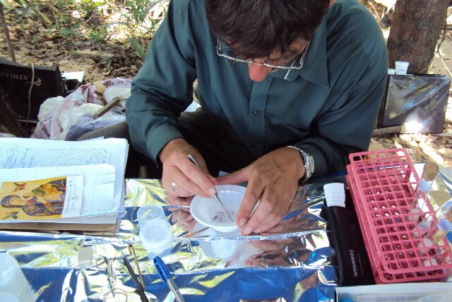 153-Acamp. 2 Jamanxim (laboratório-triagem de material coletado no Tr-D)